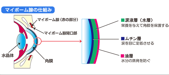 マイボーム腺の仕組み